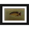 thumbnail image 1 of John L. Petrie 24x16 Black Ornate Framed Double Matted Museum Art Print Titled: The Common Sunfish, Eupomotis Gibbosus. (1898), 1 of 5