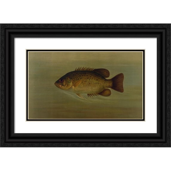 John L. Petrie 24x16 Black Ornate Framed Double Matted Museum Art Print Titled: The Common Sunfish, Eupomotis Gibbosus. (1898)