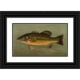 thumbnail image 1 of John L. Petrie 24x16 Black Ornate Framed Double Matted Museum Art Print Titled: The Large-Mouthed Black Bass, Micropterus Salmoides. (1898), 1 of 5