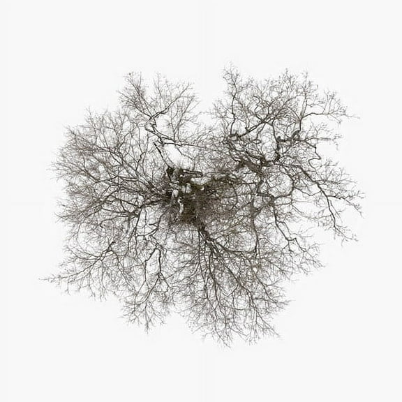 John Metcalfe - Tree - Music & Performance - Vinyl