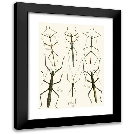 John Obadiah Westwood 11x14 Black Modern Framed Museum Art Print Titled - The Cabinet of Oriental Entomology Pl Xl (1848)