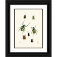 thumbnail image 1 of John Obadiah Westwood 18x24 Black Ornate Framed Double Matted Museum Art Print Titled: The Cabinet of Oriental Entomology Pl XVIII (1848), 1 of 5