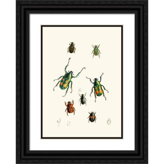 John Obadiah Westwood 18x24 Black Ornate Framed Double Matted Museum Art Print Titled: The Cabinet of Oriental Entomology Pl XVIII (1848)