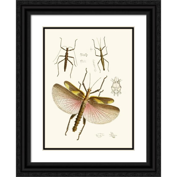 John Obadiah Westwood 19x24 Black Ornate Framed Double Matted Museum Art Print Titled: The Cabinet of Oriental Entomology Pl VIII (1848)