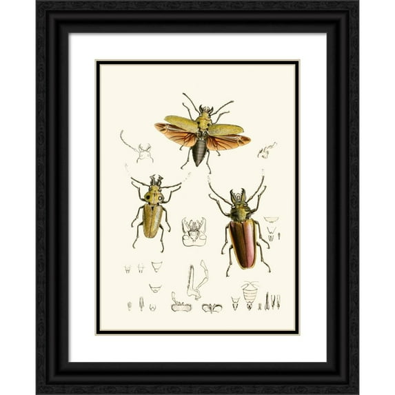 John Obadiah Westwood 19x24 Black Ornate Framed Double Matted Museum Art Print Titled: The Cabinet of Oriental Entomology Pl XXIV (1848)