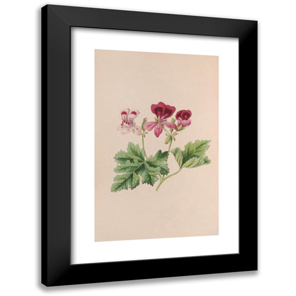 John Stevens Henslow 11x14 Black Modern Framed Museum Art Print Titled - Harebell (1840)