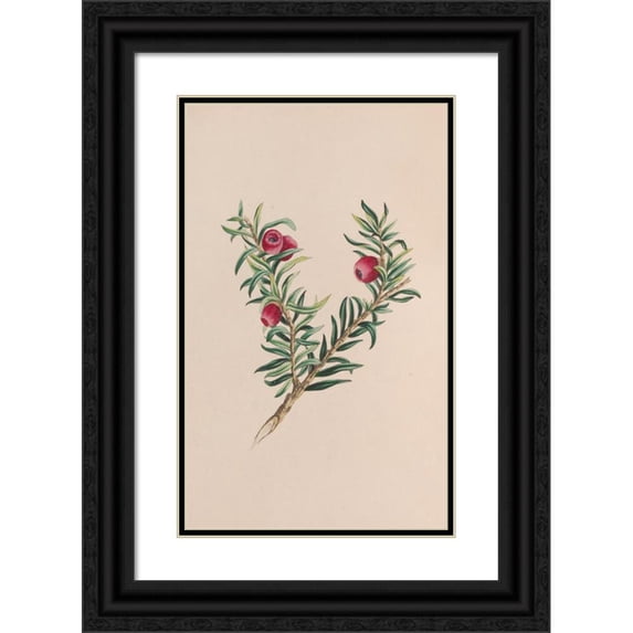 John Stevens Henslow 11x14 Black Ornate Wood Framed Double Matted Museum Art Print Titled: Moss (1840)