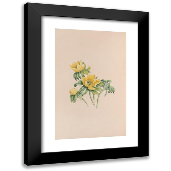 John Stevens Henslow 16x24 Black Modern Framed Museum Art Print Titled - Winter Aconite (1840)