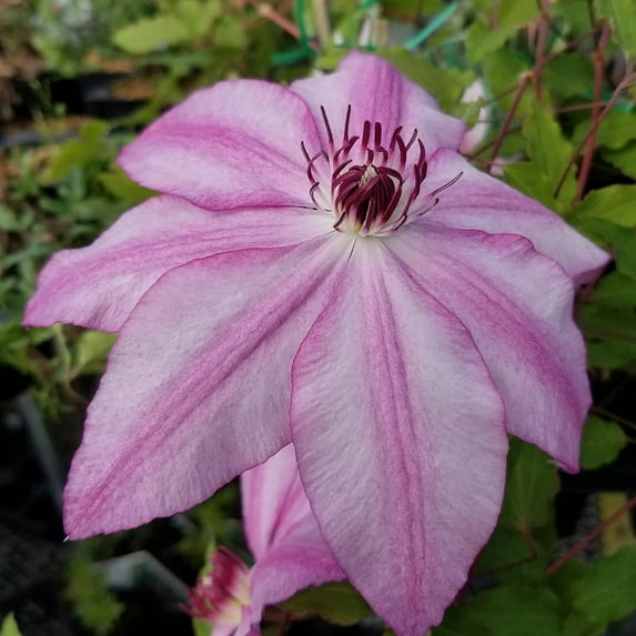 John Warren Clematis Vine - Huge 9" Flowers - 2.5" Pot