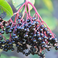 thumbnail image 1 of Johns Elderberry Plant - Late Season Harvest, Live Black Elderberry Premium Soft Fruit, 1 of 1