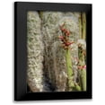 thumbnail image 1 of Johnson, George 11x14 Black Modern Framed Museum Art Print Titled - Cactus Flowers IV, 1 of 5