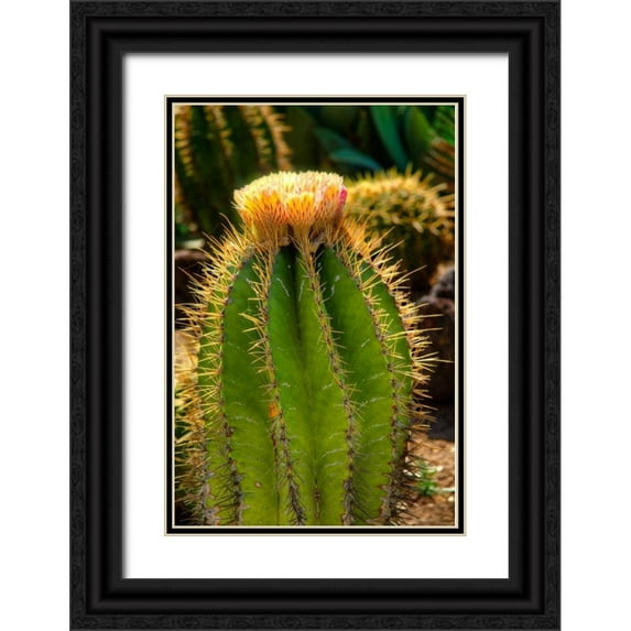 Johnson, George 13x18 Black Ornate Wood Framed with Double Matting Museum Art Print Titled - Cactus Flowers I