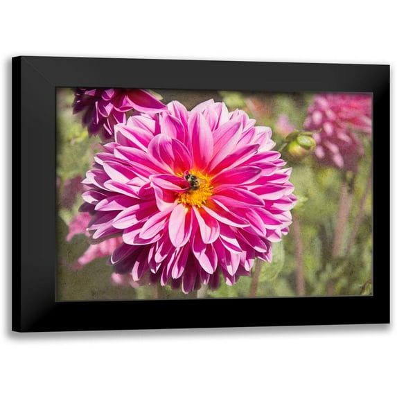 Johnson, George 14x11 Black Modern Framed Museum Art Print Titled - Garden Dahlias IV