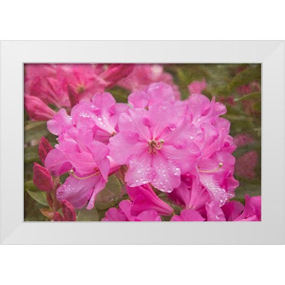 Johnson, George 14x11 White Modern Wood Framed Museum Art Print Titled - Pink Rhododendron