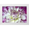 thumbnail image 1 of Johnson, George 14x11 White Modern Wood Framed Museum Art Print Titled - Purple and White Dahlia, 1 of 4