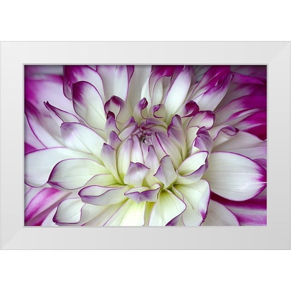 Johnson, George 14x11 White Modern Wood Framed Museum Art Print Titled - Purple and White Dahlia
