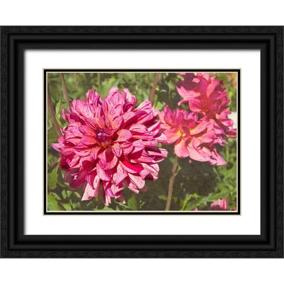 Johnson, George 24x19 Black Ornate Wood Framed with Double Matting Museum Art Print Titled - Garden Dahlias VIII