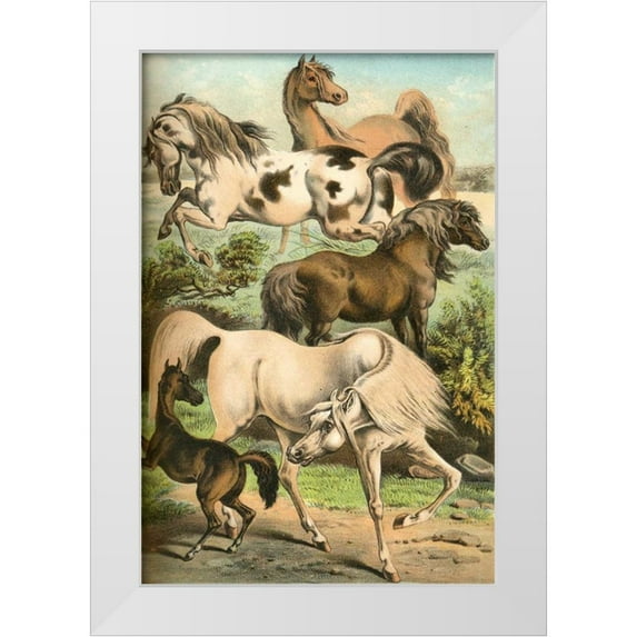 Johnson, Henry J. 13x18 White Modern Wood Framed Museum Art Print Titled - Johnsons Horse Breeds II