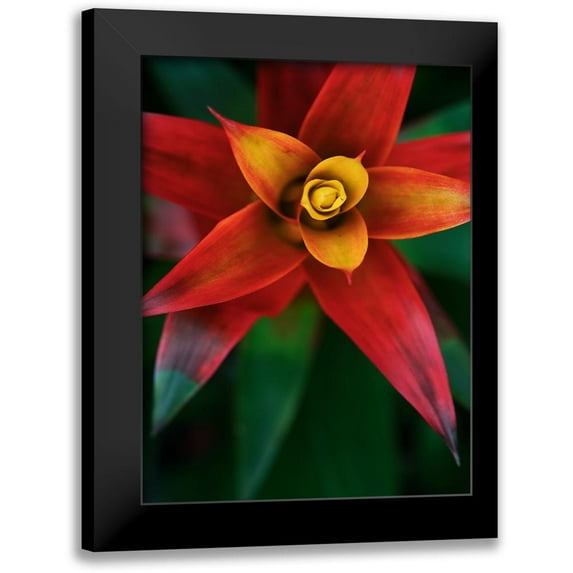 Johnson, Jason 12x14 Black Modern Framed Museum Art Print Titled - Bromeliad Burst IV