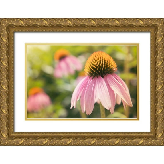 Johnson, Jason 14x11 Gold Ornate Wood Framed with Double Matting Museum Art Print Titled - Echinancea Study I