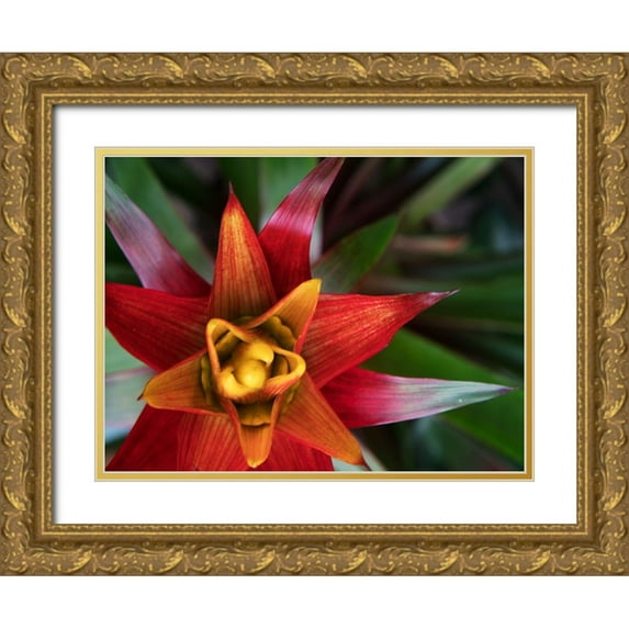 Johnson, Jason 14x12 Gold Ornate Wood Framed with Double Matting Museum Art Print Titled - Bromeliad Burst II