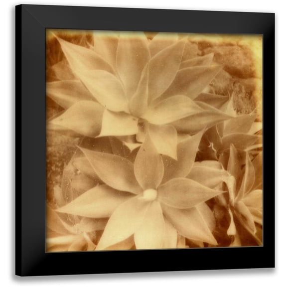 Johnson, Jason 15x15 Black Modern Framed Museum Art Print Titled - Halia Aloha IV