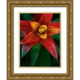thumbnail image 1 of Johnson, Jason 15x18 Gold Ornate Wood Framed with Double Matting Museum Art Print Titled - Bromeliad Burst IV, 1 of 4