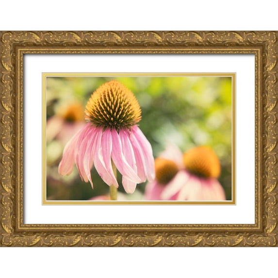 Johnson, Jason 18x13 Gold Ornate Wood Framed with Double Matting Museum Art Print Titled - Echinancea Study II