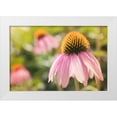 thumbnail image 1 of Johnson, Jason 18x13 White Modern Wood Framed Museum Art Print Titled - Echinancea Study I, 1 of 4