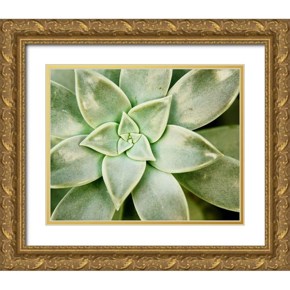 Johnson, Jason 18x15 Gold Ornate Wood Framed with Double Matting Museum Art Print Titled - Spring Succulent I