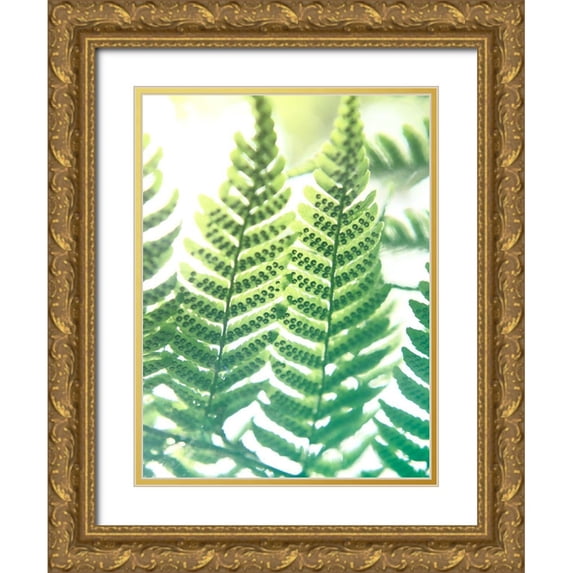 Johnson, Jason 19x24 Gold Ornate Wood Framed with Double Matting Museum Art Print Titled - Fern Glow IV