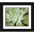 thumbnail image 1 of Johnson, Jason 24x20 Black Ornate Wood Framed with Double Matting Museum Art Print Titled - Spring Succulent I, 1 of 4
