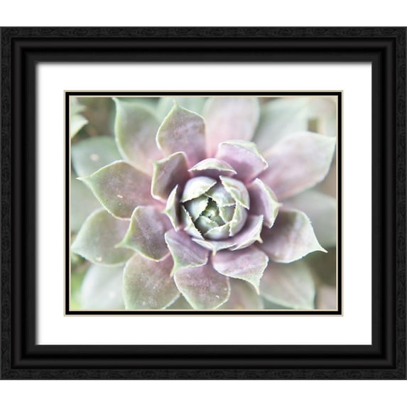 Johnson, Jason 24x20 Black Ornate Wood Framed with Double Matting Museum Art Print Titled - Succulent Glow II