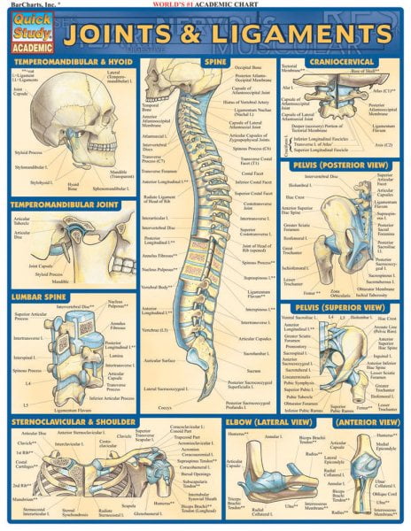 VINCENT PEREZ Joints & Ligaments (Other)