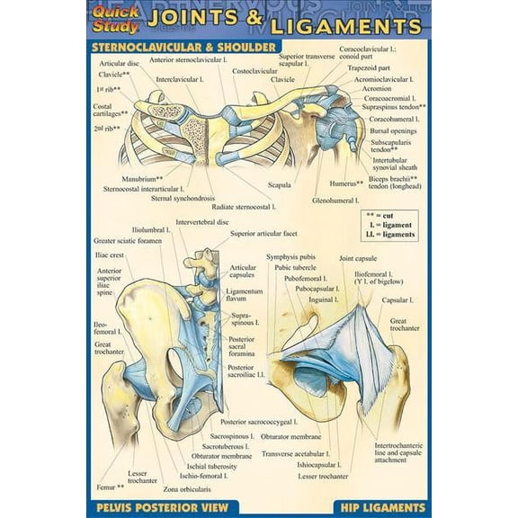 Joints & Ligaments (Other)