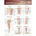thumbnail image 1 of Joints of the Lower Extremities Anatomical Chart, 1 of 2