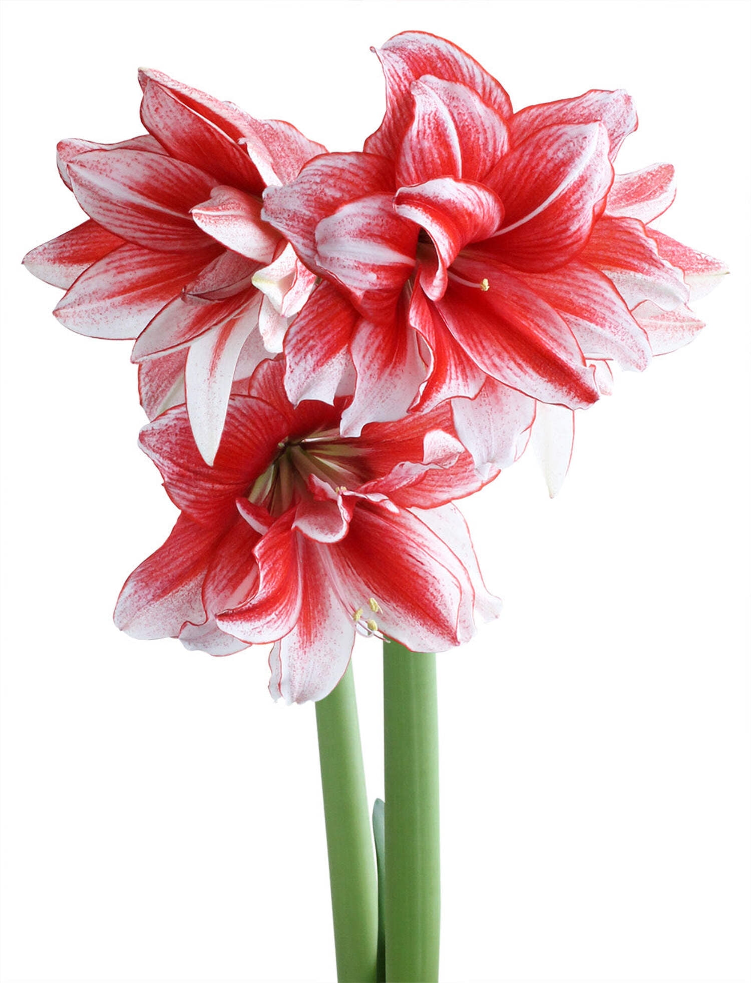 Joker® Sonata Amaryllis - 18-22 cm bulb