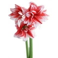 thumbnail image 1 of Joker® Sonata Amaryllis - 18-22 cm bulb, 1 of 3