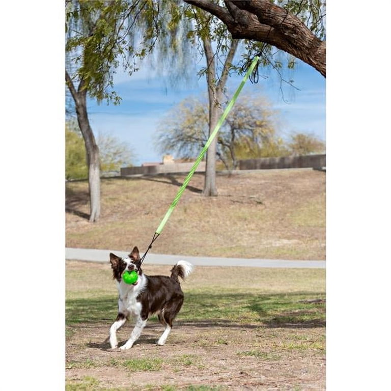Pacote de 3 discos flutuantes da Jolly Pets Flying Disc Pets