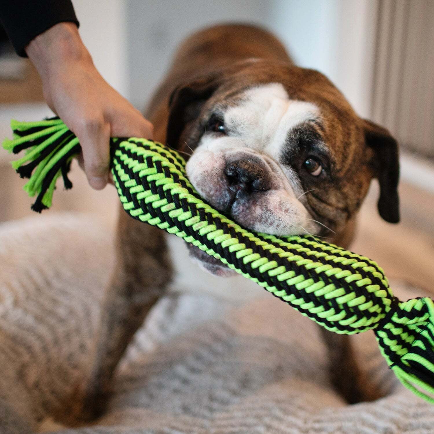 Jolly Pets KnotNChew Rope Dog Toy