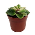 thumbnail image 1 of Jolly Sunday Micro Miniature African Violet - 2.5" Pot - Violet Collector's Series, 1 of 4