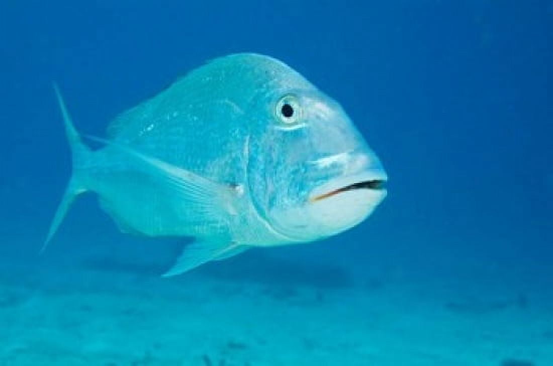 Jolthead Porgy fish Bonaire Netherlands Antilles Canvas Art - Pete Oxford DanitaDelimont (18 x 12)