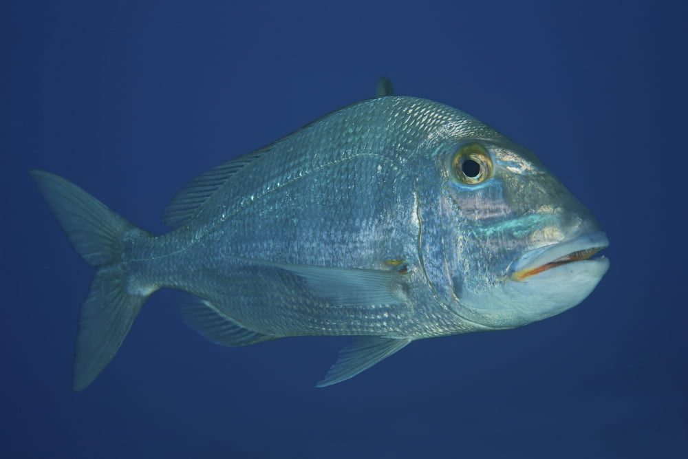 Jolthead Porgy in the waters off the coast of Bonaire Canvas Art - Terry MooreStocktrek Images (35 x 23)