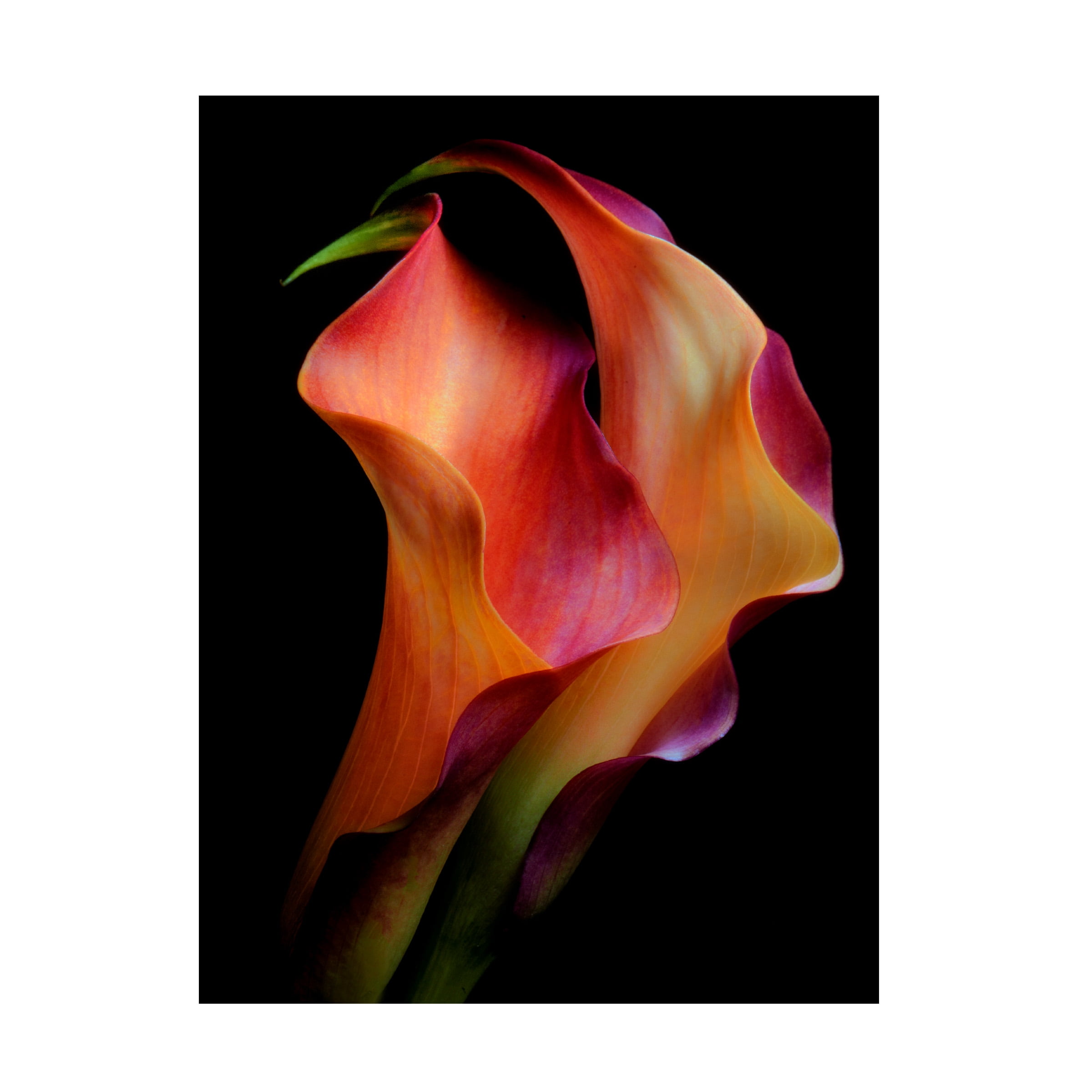 Jon Kinney 'Tenderness' Canvas Art