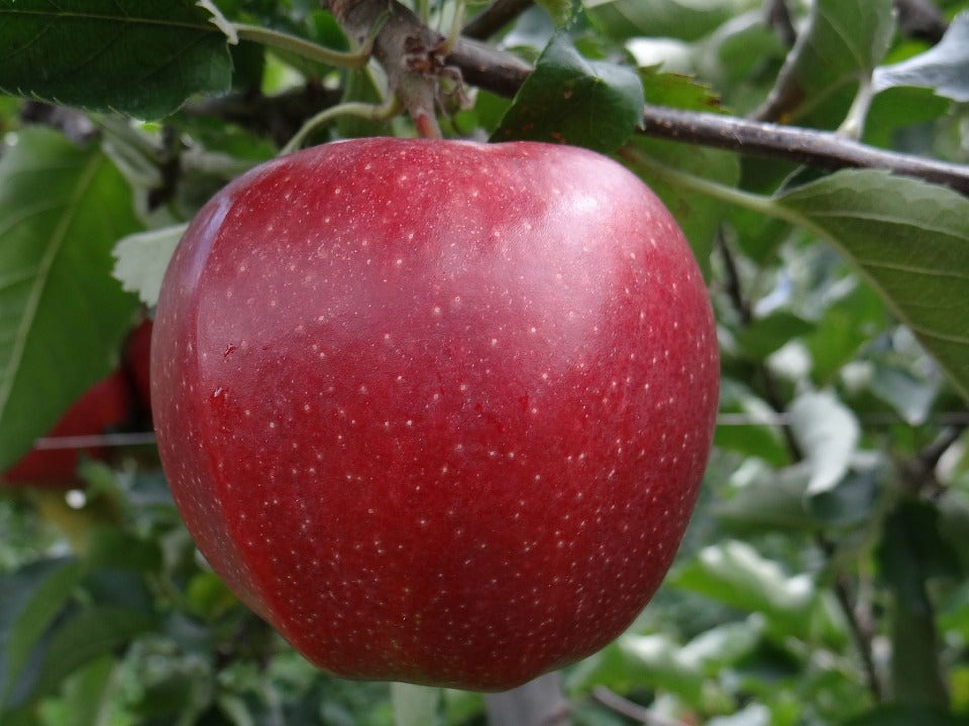 Jona Gold Apple 5P