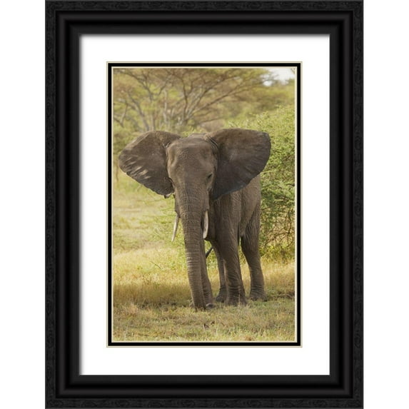 Jones, Adam 11x14 Black Ornate Wood Framed with Double Matting Museum Art Print Titled - African elephant-Loxodonta africana-Serengeti National Park-Tanzania-Africa