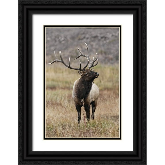 Jones, Adam 11x14 Black Ornate Wood Framed with Double Matting Museum Art Print Titled - Bull elk or wapiti in meadow-Yellowstone National Park-Wyoming