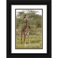 thumbnail image 1 of Jones, Adam 11x14 Black Ornate Wood Framed with Double Matting Museum Art Print Titled - Masai Giraffe browsing on acacia trees-Serengeti National Park-Tanzania-Africa-Giraffa, 1 of 4