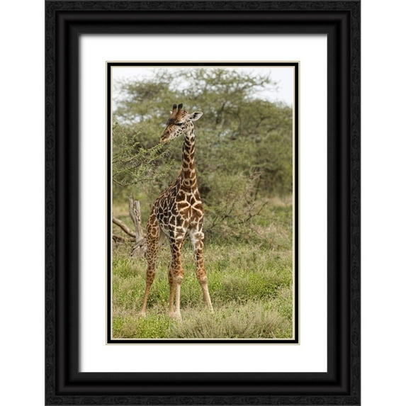 Jones, Adam 11x14 Black Ornate Wood Framed with Double Matting Museum Art Print Titled - Masai Giraffe browsing on acacia trees-Serengeti National Park-Tanzania-Africa-Giraffa