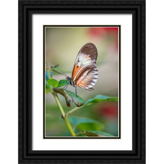 Jones, Adam 11x14 Black Ornate Wood Framed with Double Matting Museum Art Print Titled - Piano key or Postman butterflies